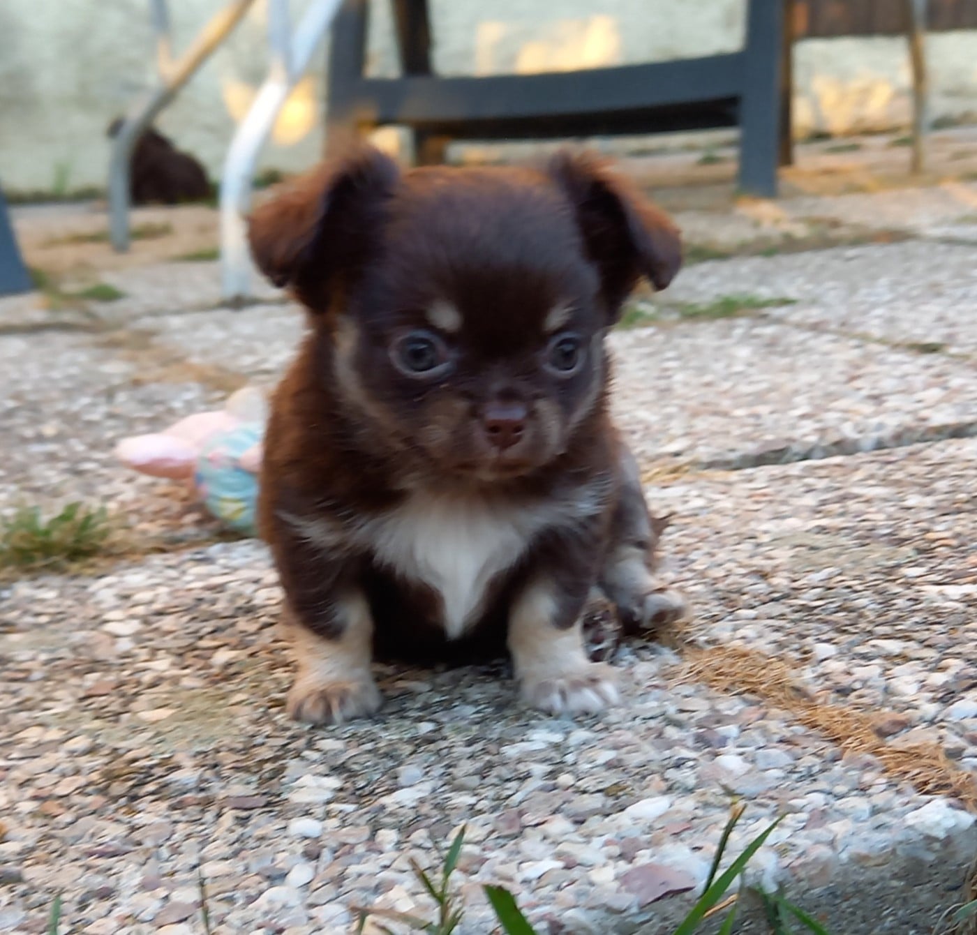 Biscuit - Chihuahua