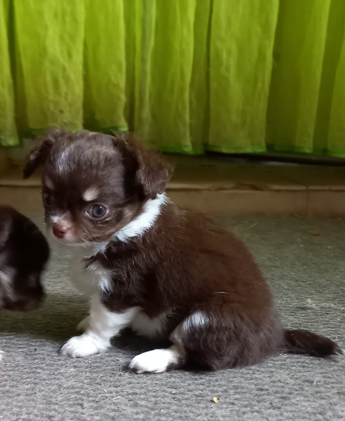 Brimbelle - Chihuahua