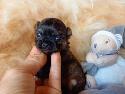 Les chiots de Chihuahua