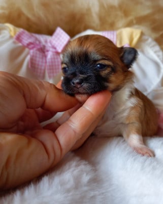 Les chiots de Chihuahua