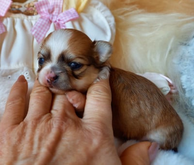 Les chiots de Chihuahua