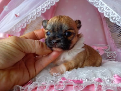 Les chiots de Chihuahua