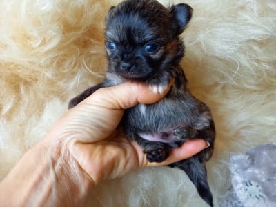 Les chiots de Chihuahua