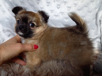 Les chiots de Chihuahua