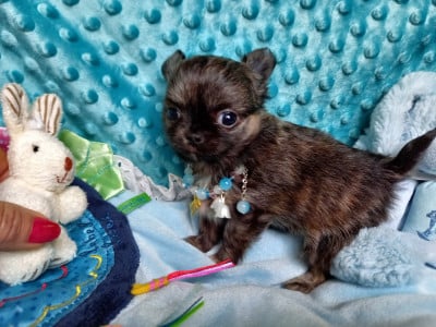 Les chiots de Chihuahua