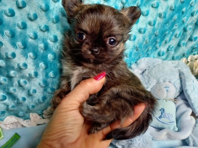 Les chiots de Chihuahua