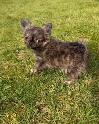 Les chiots de Chihuahua