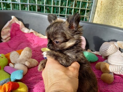 Les chiots de Chihuahua