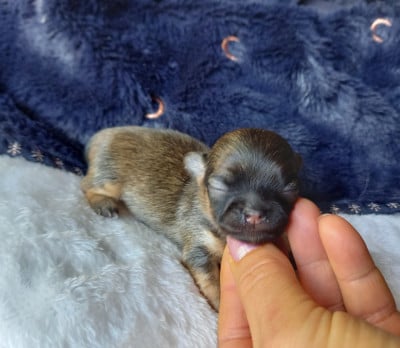Les chiots de Chihuahua