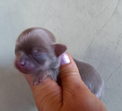 Les chiots de Chihuahua