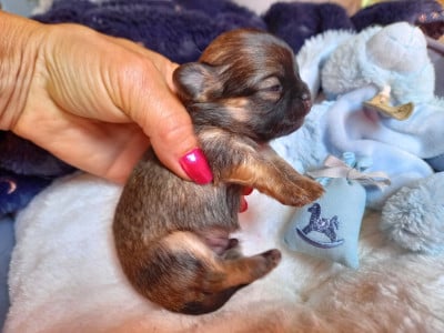 Les chiots de Chihuahua