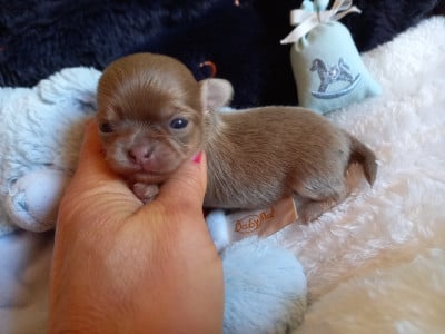 Les chiots de Chihuahua