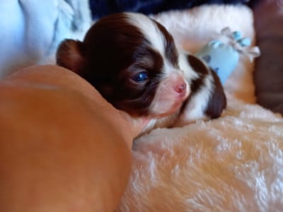 Les chiots de Chihuahua