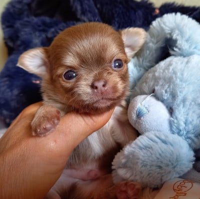 Les chiots de Chihuahua