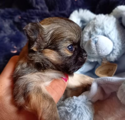 Les chiots de Chihuahua
