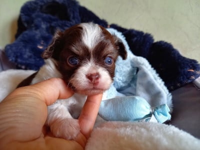 Les chiots de Chihuahua