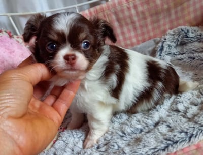 Les chiots de Chihuahua