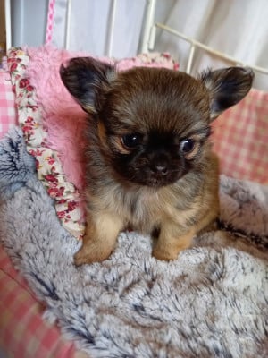 Les chiots de Chihuahua