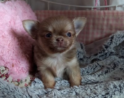 Les chiots de Chihuahua