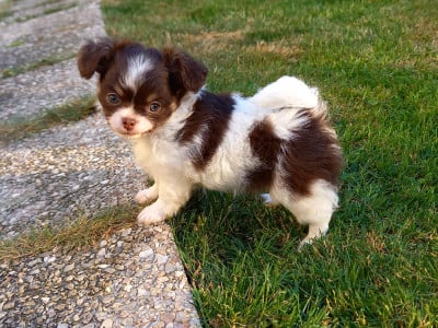 Les chiots de Chihuahua