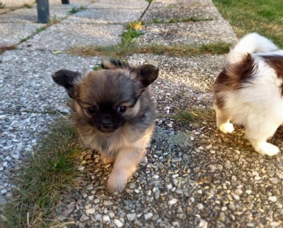 Les chiots de Chihuahua