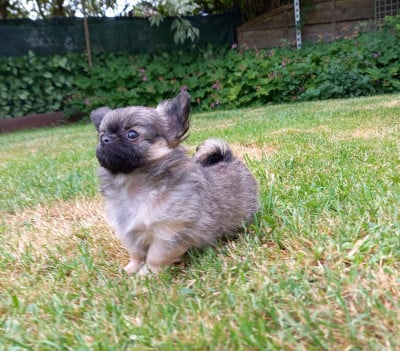 Les chiots de Chihuahua