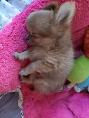 Les chiots de Chihuahua