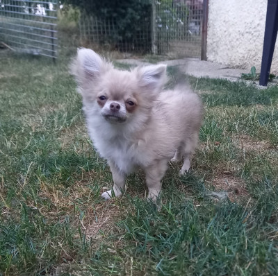 Les chiots de Chihuahua