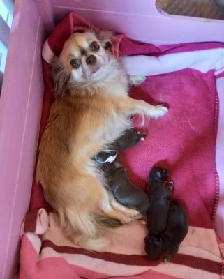 Les chiots de Chihuahua