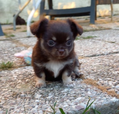 Les chiots de Chihuahua