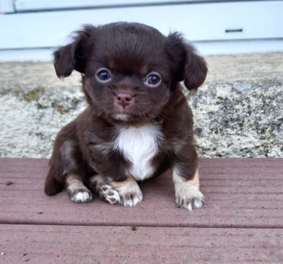 Les chiots de Chihuahua