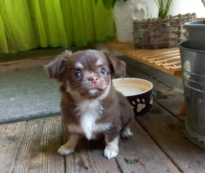 Les chiots de Chihuahua