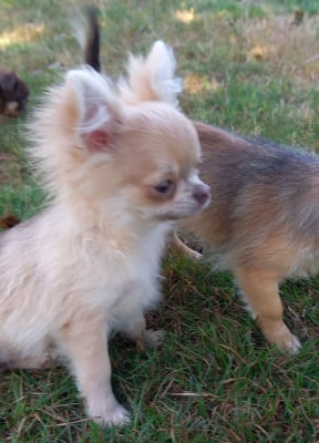 Les chiots de Chihuahua