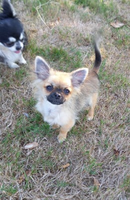 Les chiots de Chihuahua