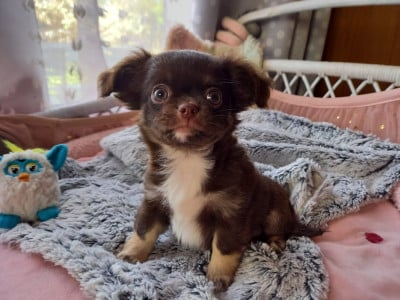 Les chiots de Chihuahua