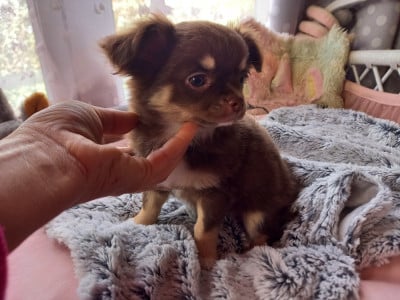 Les chiots de Chihuahua
