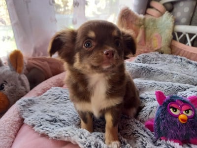 Les chiots de Chihuahua
