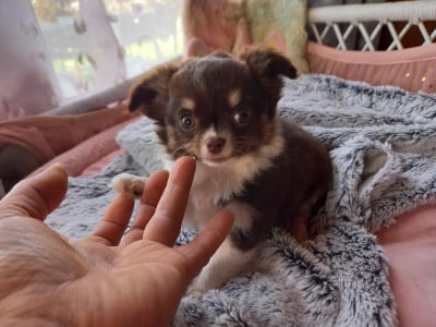 Les chiots de Chihuahua