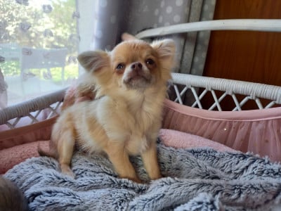 Les chiots de Chihuahua
