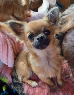 Les chiots de Chihuahua