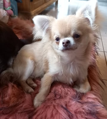 Les chiots de Chihuahua