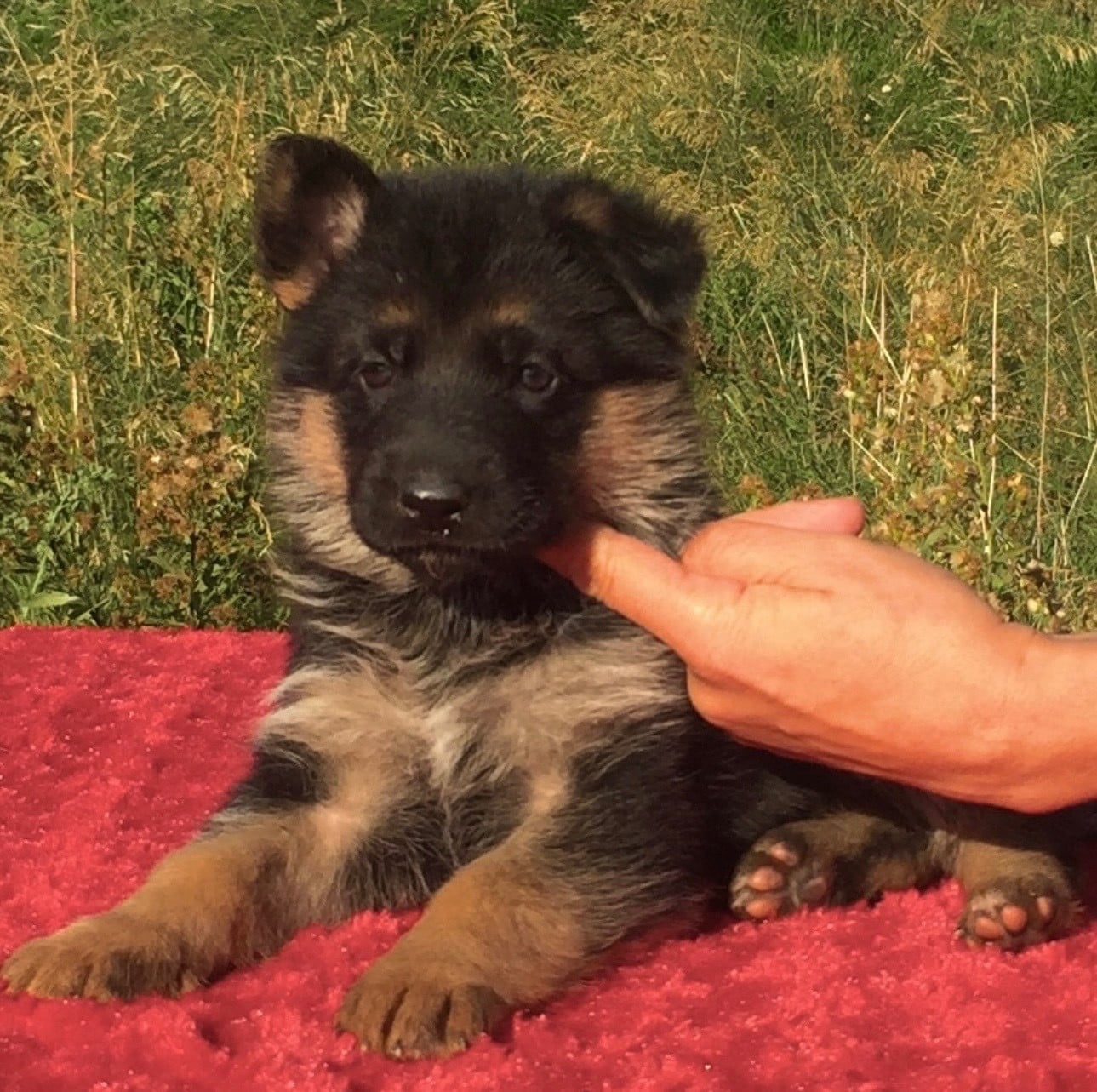 Chiot N°1 - Berger Allemand