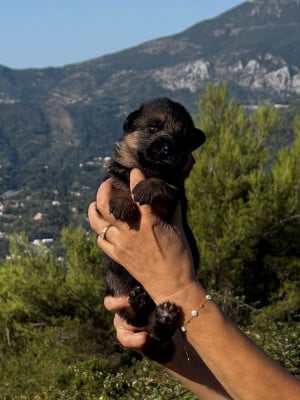 Chiot N°3 - Berger Allemand