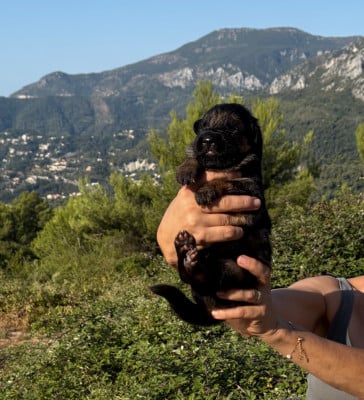 Chiot N°4 - Berger Allemand