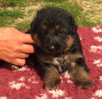Chiot N°2 - Berger Allemand