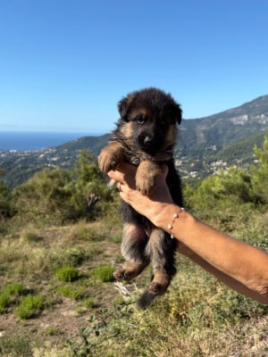 Les chiots de Berger Allemand