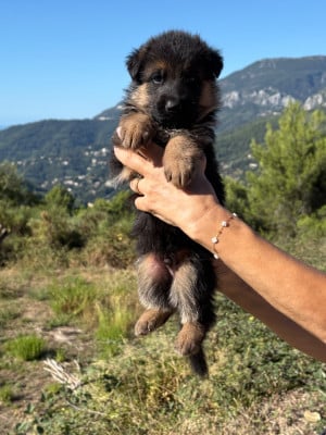 Les chiots de Berger Allemand