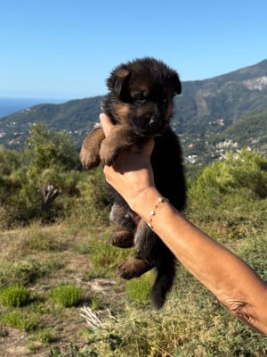 Les chiots de Berger Allemand