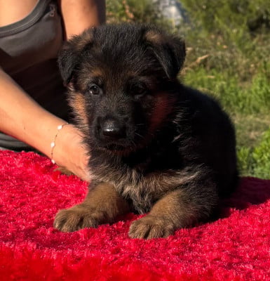 Les chiots de Berger Allemand
