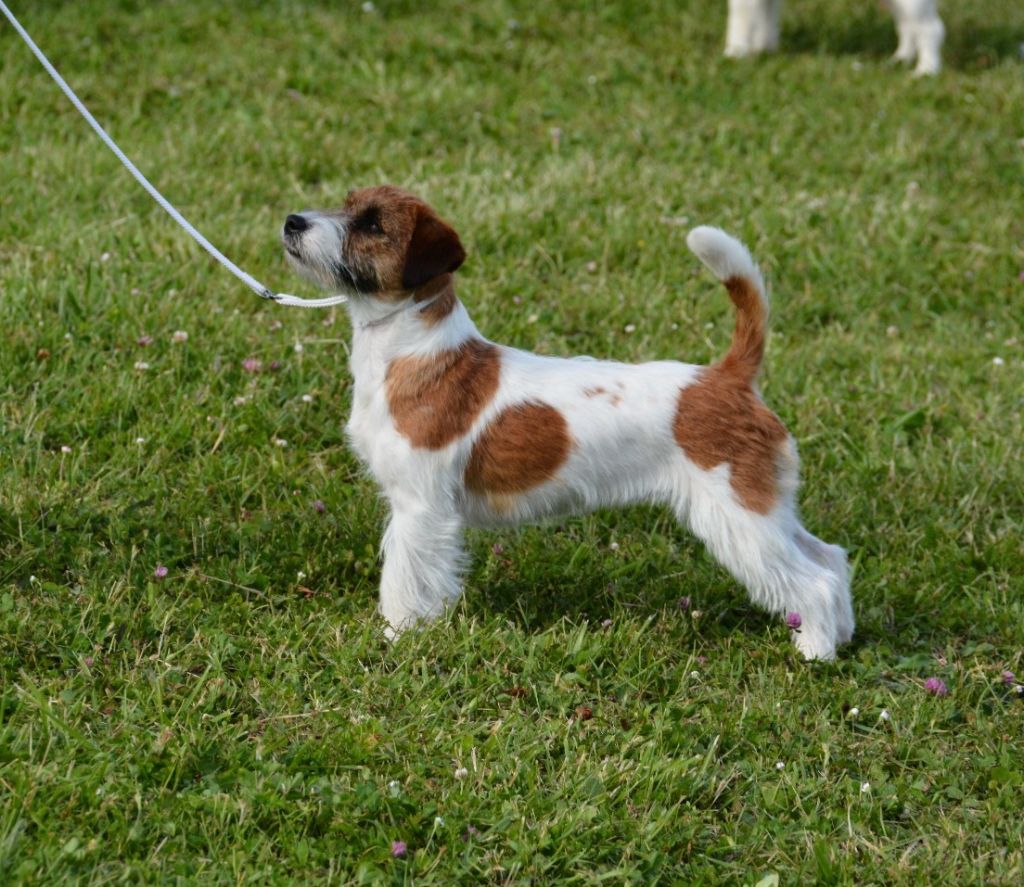 Valentina Des Gerveilles